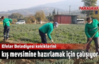 Efeler Belediyesi kekiklerini kış mevsimine hazırlamak...