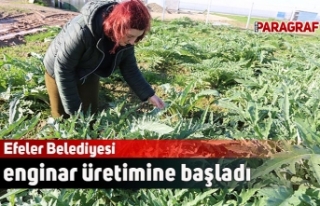 Efeler Belediyesi enginar üretimine başladı