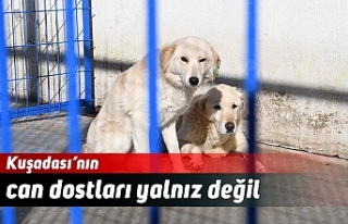 Kuşadası’nın can dostları yalnız değil