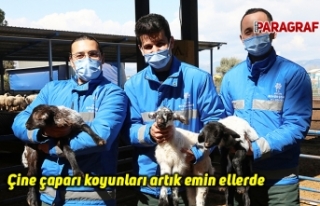 Çine çaparı koyunları artık emin ellerde