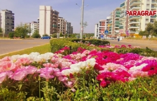 Aydın Büyükşehir Belediyesi çalışıyor, Nazilli...