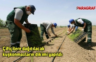Çiftçilere dağıtılacak kuşkonmazların dikimi...