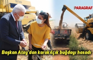 Başkan Atay’dan karakılçık buğdayı hasadı