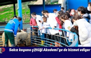 Sakız koyunu çiftliği Akademi’ye de hizmet ediyor
