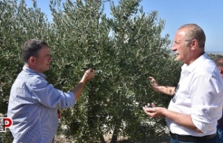 Başkan Atabay: Zeytinime dokunma