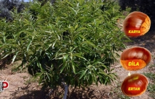 Ziraat Fakültesi’nin 3 Kestane çeşidi tescillendi