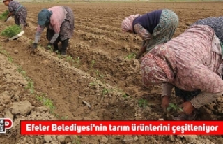 Efeler Belediyesi'nin tarım ürünlerini çeşitleniyor