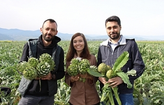 Menderes Çifti, Aydın enginarına değer kattı