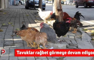 Tavuklar rağbet görmeye devam ediyor