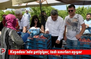 Kuşadası’nda yetişiyor, tadı sınırları aşıyor