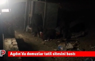 Aydın’da domuzlar tatil sitesini bastı