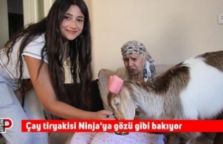 Çay tiryakisi Ninja'ya gözü gibi bakıyor