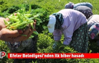 Efeler Belediyesi'nden ilk biber hasadı