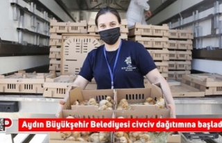 Aydın Büyükşehir Belediyesi civciv dağıtımına...