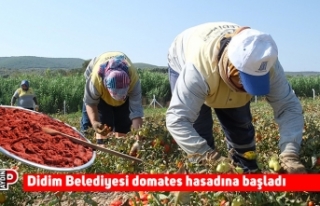 Didim Belediyesi domates hasadına başladı