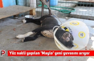Yüz nakli yapılan 'Maylo' yeni yuvasını...