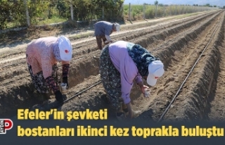 Efeler'in şevketi bostanları ikinci kez toprakla...