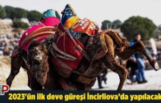 2023'ün ilk deve güreşi İncirliova’da yapılacak