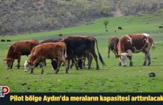 Pilot bölge Aydın'da meraların kapasitesi...
