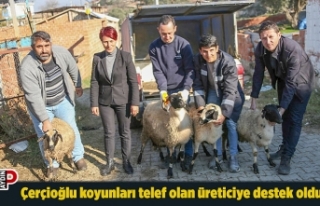 Başkan Çerçioğlu koyunları telef olan üreticiye...
