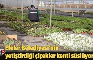 Efeler Belediyesi’nin yetiştirdiği çiçekler...