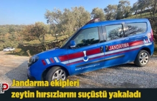 Jandarma ekipleri zeytin hırsızlarını suçüstü...
