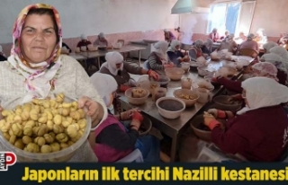 Japonların ilk tercihi Nazilli kestanesi