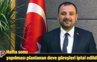 Hafta sonu yapılması planlanan deve güreşleri...