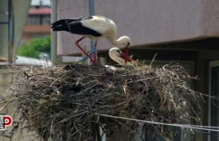 Aydın’da 434 leylek yuvası tespit edildi