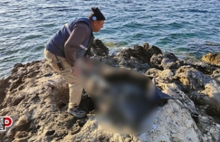 Baş, kol ve bacakları olmayan 2 erkek cesedi kıyıya...