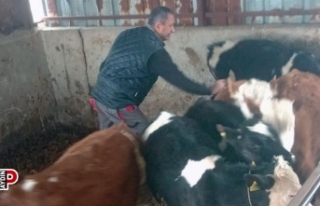 Didim’de şap hastalığı için aşılama çalışmaları...