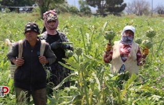Aydın’da enginar hasadında sona yaklaşıldı