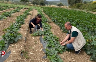 Didim’de hasat öncesi kimyasal kalıntı analizleri...