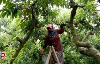 Kuşadası’nda yetişiyor, dünyaya ihraç ediliyor