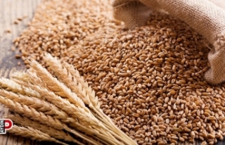 Söke TARİŞ bu yıl da buğday alacak