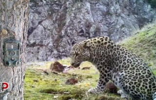 100’ün üzerinde fotokapanla Anadolu Parsı aranıyor