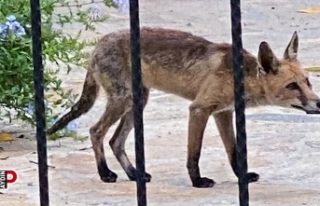 Aç kalan tilki evlere kadar indi