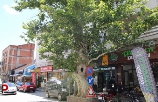 Asırlık çınar ağacının hikayesi