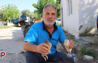 Bıldırcın üreticileri kendilerine kolaylık sağlanmasını...