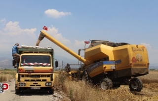 Buğday üreticileri hasat için zamanla yarışıyor