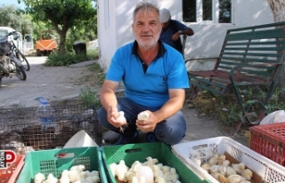 Civciv üreticileri, yasal düzenleme istiyor