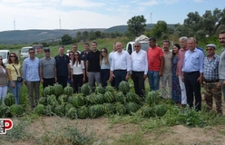Didim’de erkenci karpuz hasadı yapıldı