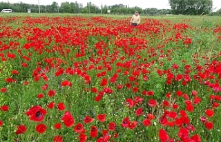 Gelincik tarlası görsel şölen sunuyor