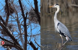 Gri balıkçılların sıra dışı yuvaları korunuyor