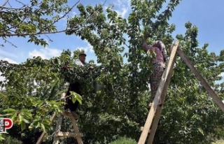 Kuşadası’nda kiraz hasadı devam ediyor