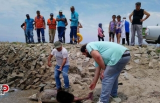 Kuşadası’nda Körfezi'nde 1 haftada 6 yunus...