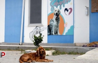 Kuşadası’nda sahipsiz can dostların ihtiyaçları...