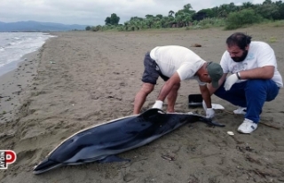 Kuşadası’nda yunus vakaları devam ediyor