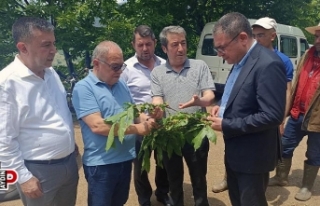 Milletvekili Karakoz, Köşk’te kestane üreticileri...