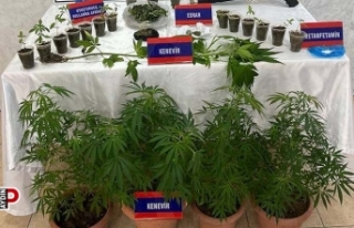 Saksıda 46 kök kenevir ele geçirildi